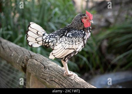 il pollo sebright bantam ha piume bianche bordate con un pettine nero e rosso Foto Stock