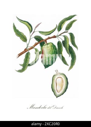 Colorata illustrazione botanica d'annata delle mandorle (Mandorla del Diavolo) di Pomona Italiana (1817 - 1839) di Giorgio Gallesio (1772-1839) Foto Stock