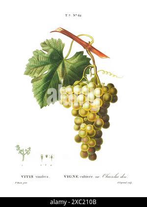 Colorata illustrazione botanica d'annata di Vitis vinifera (vitigno comune) dal libro francese di Duhamel du Monceau e Pierre Joseph Redoute, 1801–1 Foto Stock