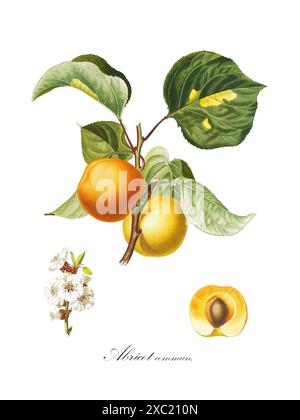 Colorata illustrazione botanica d'annata di Abricot commun, ramo dell'albicocca, dal libro «French Pomology: Collection of the MOST Beautiful Fruit Foto Stock