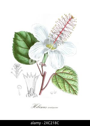 Colorata illustrazione botanica vintage di Hibiscus waimeae (bianco Kauai rosemallow) da Curtis's Botanical Magazine, Londra, vol. 140, di John Nugen Foto Stock