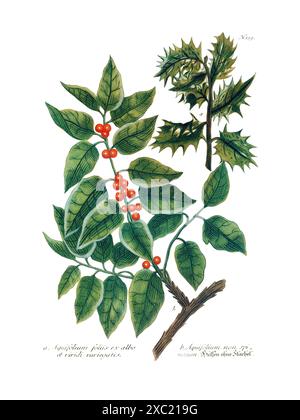 Colorata illustrazione botanica d'epoca di Ilex Aquifolium (comune agrifoglio) da Phytanthoza Iconographia di Johann Weinmann, 1737-1745 Foto Stock