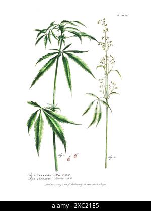 Colorata illustrazione botanica d'epoca della Cannabis di Philip Miller, 1755–1760 Foto Stock