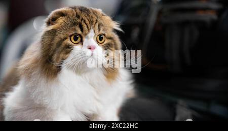 Un gatto scozzese Fold con un morbido cappotto bianco e marrone, seduto e guardando con attenzione Foto Stock