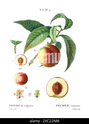 Colorata illustrazione botanica d'epoca della Persica vulgaris (pesca) dal libro francese di Duhamel du Monceau e Pierre Joseph Redoute, 1801-1819 Foto Stock