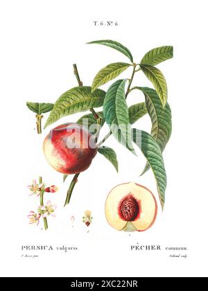 Colorata illustrazione botanica d'epoca della Persica vulgaris (pesca) dal libro francese di Duhamel du Monceau e Pierre Joseph Redoute, 1801-1819 Foto Stock