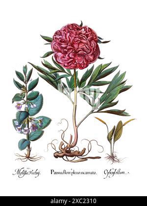 Colorata illustrazione botanica d'epoca di Paeonia e Melissa e dal libro tedesco del XVII secolo Hortus Eystettensis di Basilius Besler Foto Stock