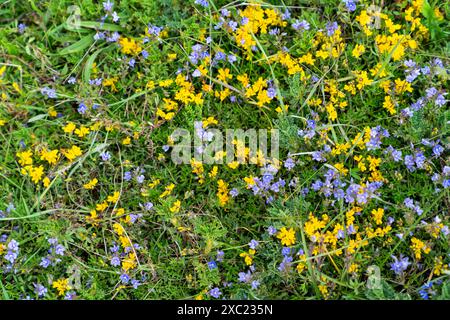 Fiori gialli e violetti in natura Foto Stock