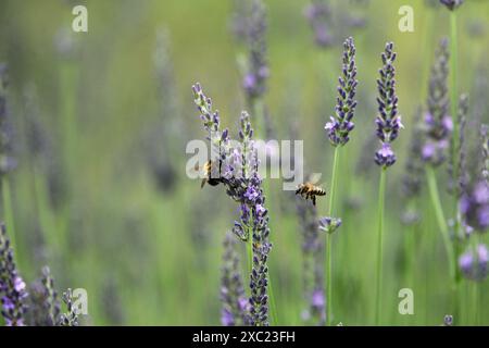 DNIPRO, UCRAINA - 11 GIUGNO 2024 - le api volano intorno ai fiori di lavanda a Dnipro, Ucraina centro-orientale. Foto Stock