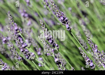 DNIPRO, UCRAINA - 11 GIUGNO 2024 - la lavanda in fiore cresce vicino al Dnipro Academic Opera and Ballet Theatre, Dnipro, Ucraina centro-orientale. Foto Stock