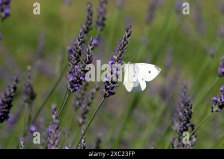 DNIPRO, UCRAINA - 11 GIUGNO 2024 - Una farfalla è arroccata sui fiori di lavanda a Dnipro, Ucraina centro-orientale. Foto Stock