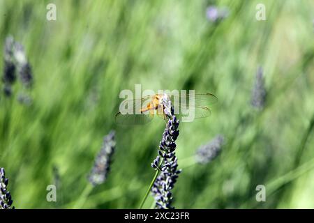 DNIPRO, UCRAINA - 11 GIUGNO 2024 - Una libellula è arroccata sui fiori di lavanda a Dnipro, Ucraina centro-orientale. Foto Stock