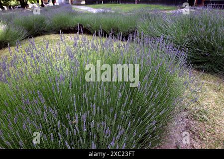 DNIPRO, UCRAINA - 11 GIUGNO 2024 - la lavanda in fiore cresce vicino al Dnipro Academic Opera and Ballet Theatre, Dnipro, Ucraina centro-orientale. Foto Stock