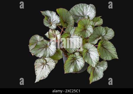 Vista ravvicinata della begonia rex in vaso con fogliame bianco argento, verde e rosso isolato su sfondo nero Foto Stock