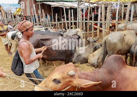 Dacca, Bangladesh. 13 giugno 2024. Un commerciante porta animali sacrificali da vendere prima dell'imminente Eid al-Adha al mercato del bestiame Gabtoli, Dacca, Bangladesh, 13 giugno 2024. Foto di Kanti Das Suvra/ABACAPRESS. COM credito: Abaca Press/Alamy Live News Foto Stock