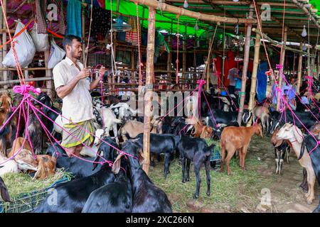 Dacca, Bangladesh. 13 giugno 2024. Un commerciante porta animali sacrificali da vendere prima dell'imminente Eid al-Adha al mercato del bestiame Gabtoli, Dacca, Bangladesh, 13 giugno 2024. Foto di Kanti Das Suvra/ABACAPRESS. COM credito: Abaca Press/Alamy Live News Foto Stock