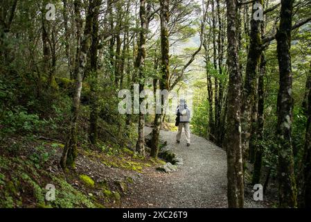 Uomo che cammina tra alberi coperti di muschio. Arthur’s Pass, South Island, nuova Zelanda. Foto Stock