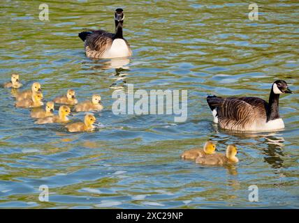 Questa splendida famiglia di oche e delfini Greylag sta nuotando lungo le rive del Tamigi ad Abingdon. Branta canadensis è originaria dell'arco Foto Stock