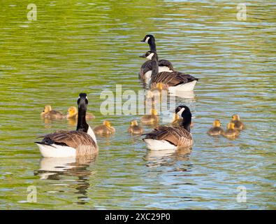 Questa splendida famiglia di oche e delfini Greylag sta nuotando lungo le rive del Tamigi ad Abingdon. Branta canadensis è originaria dell'arco Foto Stock