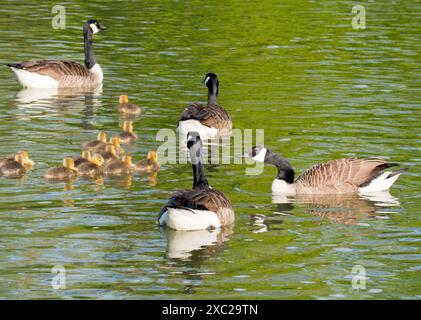 Questa splendida famiglia di oche e delfini Greylag sta nuotando lungo le rive del Tamigi ad Abingdon. Branta canadensis è originaria dell'arco Foto Stock