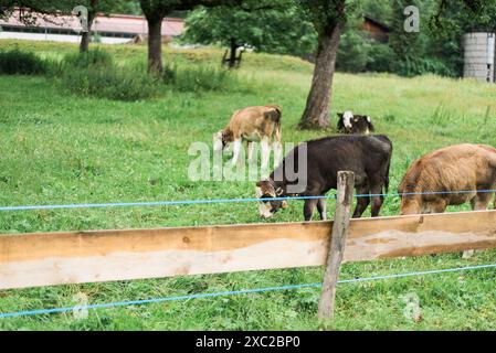 Fattoria bavarese idilliaca con mucche da pascolo e colline ondulate Foto Stock