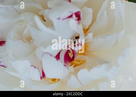Foto macro di formica nera in una peonia bianca con bordi rosa Foto Stock
