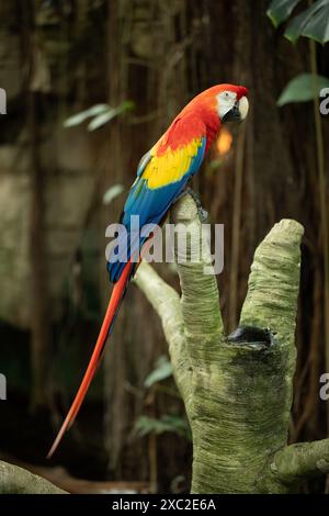 Macchia d'ara colorata arroccata su un ramo in un lussureggiante ambiente tropicale. Foto Stock