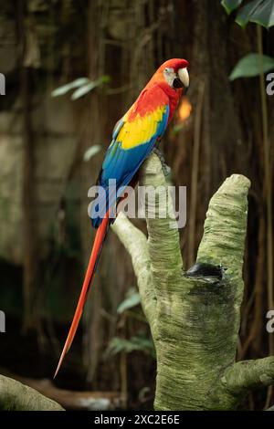 Macchia d'ara colorata appollaiata su un ramo Foto Stock