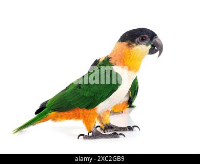 Pappagallo dalla testa nera davanti a sfondo nero Foto Stock