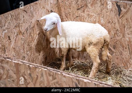 Le pecore nella stalla in attesa di cibo. Foto Stock