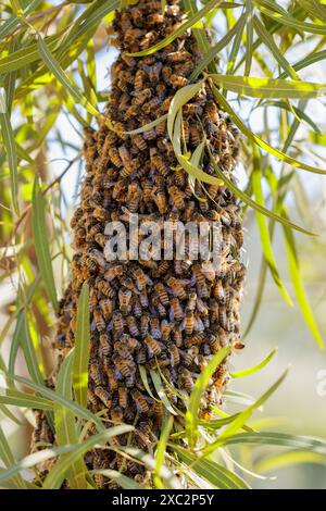 Un alveare nidificato in un albero, San Marcos, California Foto Stock