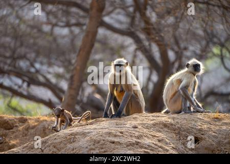 Il langur grigio delle pianure settentrionali (Semnopithecus entellus) fotografato nel Parco Nazionale di Bandhavgarh, Madhya Pradesh, India Foto Stock