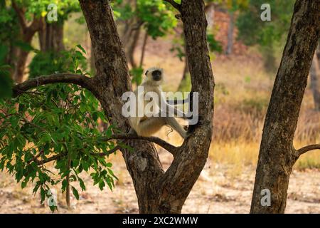 Il langur grigio delle pianure settentrionali (Semnopithecus entellus) fotografato nel Parco Nazionale di Bandhavgarh, Madhya Pradesh, India Foto Stock