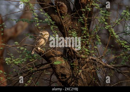 Il gufo maculato (Athene brama) è un piccolo gufo che si riproduce in Asia tropicale dall'India continentale al sud-est asiatico. Fotografato in India a maggio Foto Stock