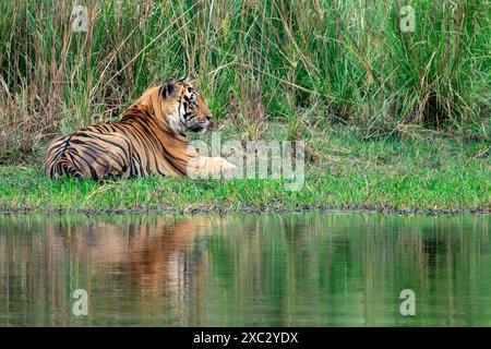 Tigre del Bengala (Panthera tigris tigris) che riposa su una riva del fiume fotografata nel parco nazionale bandhavgarh in India Foto Stock