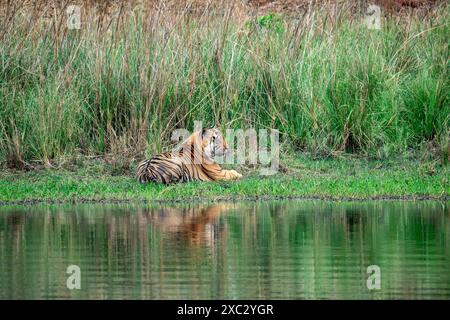 Tigre del Bengala (Panthera tigris tigris) che riposa su una riva del fiume fotografata nel parco nazionale bandhavgarh in India Foto Stock