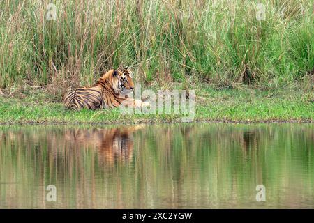 Tigre del Bengala (Panthera tigris tigris) che riposa su una riva del fiume fotografata nel parco nazionale bandhavgarh in India Foto Stock