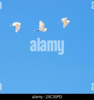 Tre egrette innevate in volo sotto il cielo blu. Foto Stock