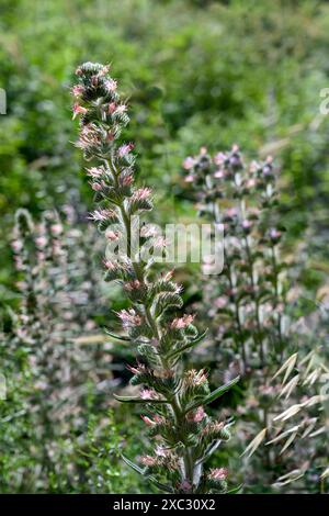 Echium glomeratum, Tall Viper's-Bugloss, Ebraico: حميم, Arabo: עכנאי מגובב fotografato nell'alta Galilea, Israele a maggio Foto Stock