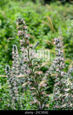 Echium glomeratum, Tall Viper's-Bugloss, Ebraico: حميم, Arabo: עכנאי מגובב fotografato nell'alta Galilea, Israele a maggio Foto Stock