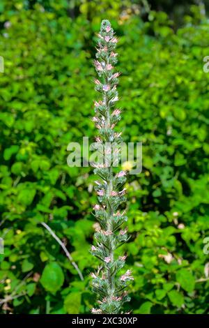 Echium glomeratum, Tall Viper's-Bugloss, Ebraico: حميم, Arabo: עכנאי מגובב fotografato nell'alta Galilea, Israele a maggio Foto Stock