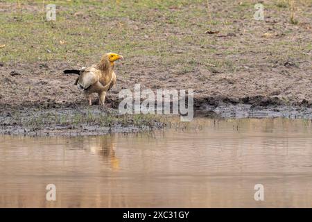 Avvoltoio egizio (Neophron percnopterus). Acqua potabile questo avvoltoio del Vecchio mondo è ampiamente distribuito dall'Europa sudoccidentale e dall'Africa settentrionale a. Foto Stock