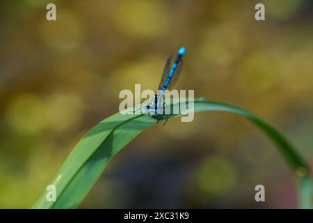 Immagine macro dettagliata di una libellula blu vibrante arroccata su una sottile lama d'erba in un ambiente naturale. Foto Stock