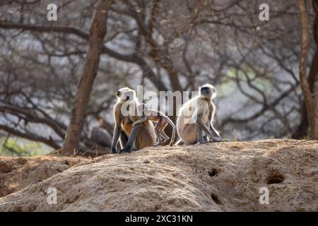Il langur grigio delle pianure settentrionali (Semnopithecus entellus) fotografato nel Parco Nazionale di Bandhavgarh, Madhya Pradesh, India Foto Stock