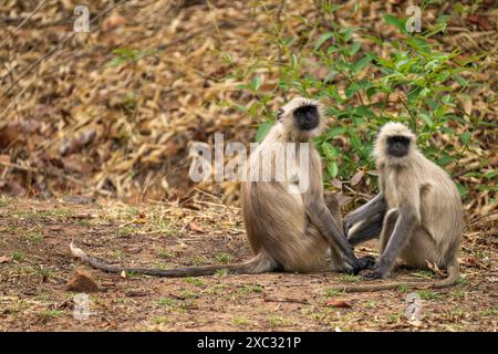 Il langur grigio delle pianure settentrionali (Semnopithecus entellus) fotografato nel Parco Nazionale di Bandhavgarh, Madhya Pradesh, India Foto Stock