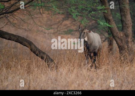 Nilgai (Boselaphus tragocamelus). Queste grandi antilopi asiatiche sono endemiche del subcontinente indiano. Fotografato a Jhalana, Rajasthan, India. Foto Stock