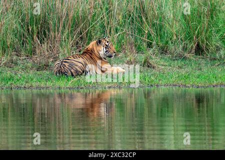 Tigre del Bengala (Panthera tigris tigris) che riposa su una riva del fiume fotografata nel parco nazionale bandhavgarh in India Foto Stock