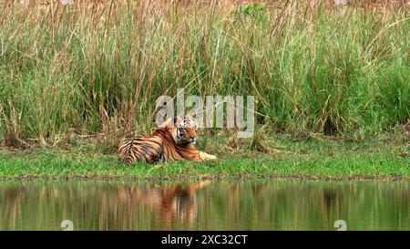 Tigre del Bengala (Panthera tigris tigris) che riposa su una riva del fiume fotografata nel parco nazionale bandhavgarh in India Foto Stock