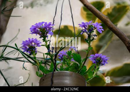 La Scaevola aemula, comunemente nota come il fiore-ventaglio o fiore-ventaglio comune, è una specie di pianta in fiore della famiglia delle Goodeniaceae. Ha la mostola Foto Stock