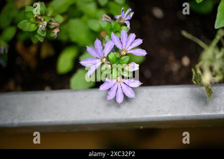 La Scaevola aemula, comunemente nota come il fiore-ventaglio o fiore-ventaglio comune, è una specie di pianta in fiore della famiglia delle Goodeniaceae. Ha la mostola Foto Stock